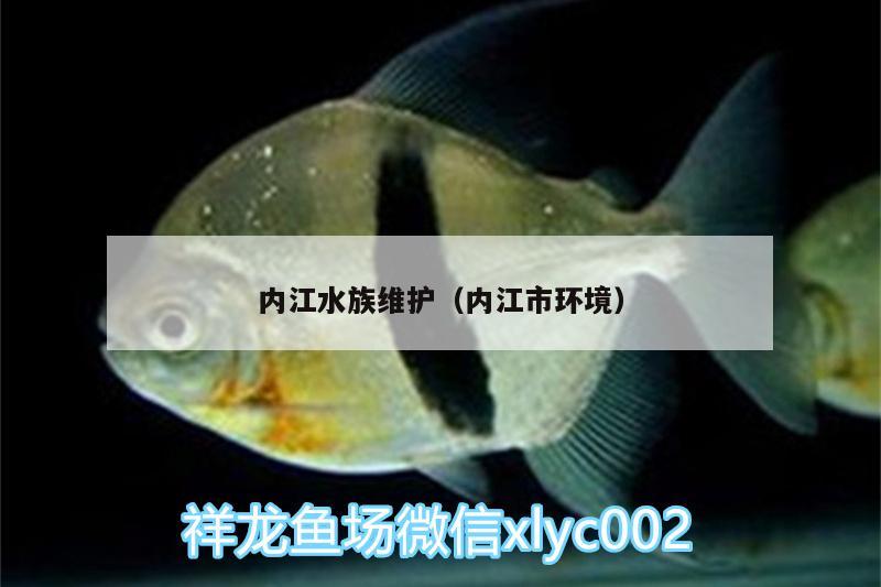 内江水族维护（内江市环境） 黄金眼镜蛇雷龙鱼