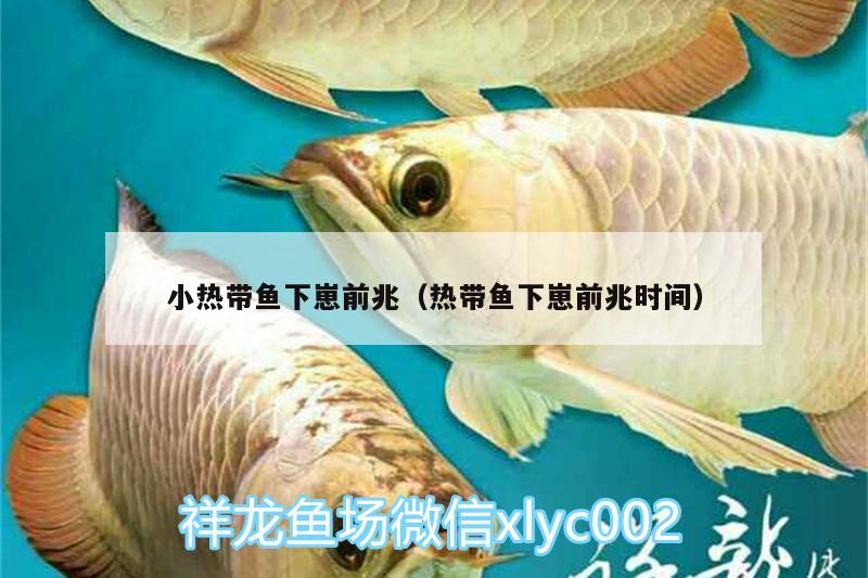 小热带鱼下崽前兆（热带鱼下崽前兆时间） 飞凤鱼