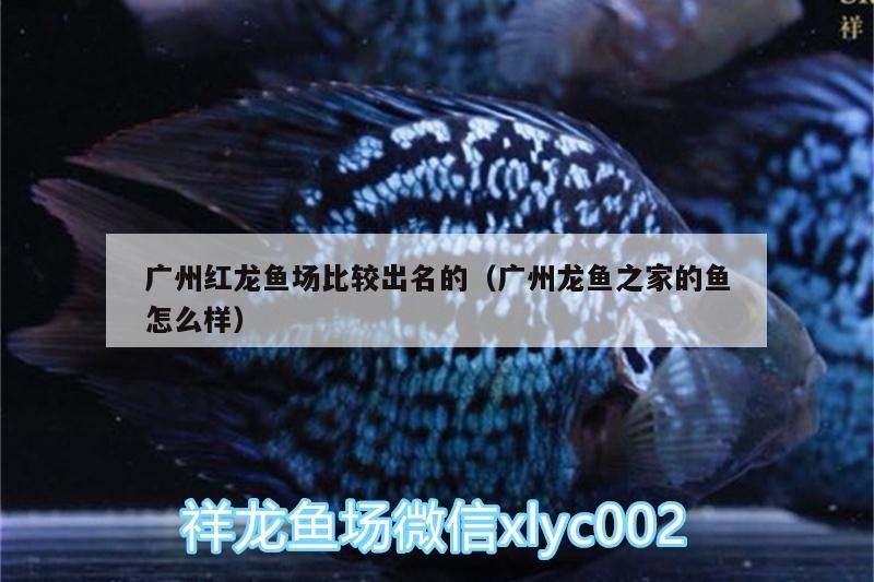 广州红龙鱼场比较出名的（广州龙鱼之家的鱼怎么样）