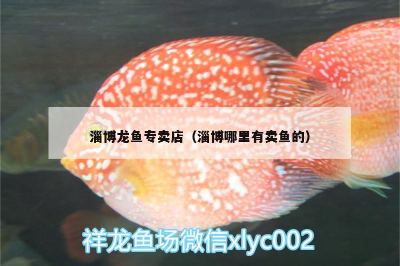淄博龙鱼专卖店（淄博哪里有卖鱼的） 鱼缸净水剂