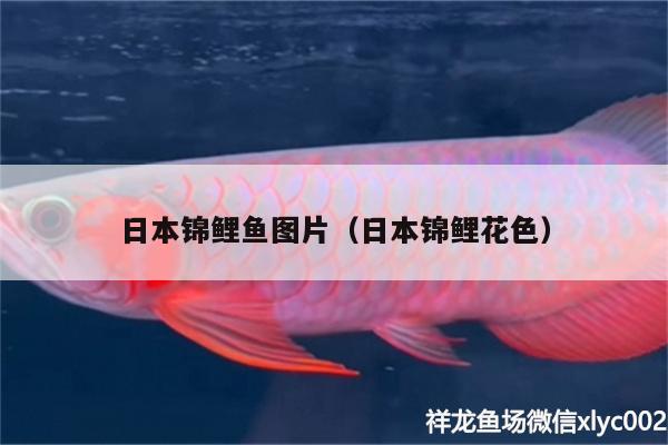 日本锦鲤鱼图片（日本锦鲤花色） 非洲金鼓鱼