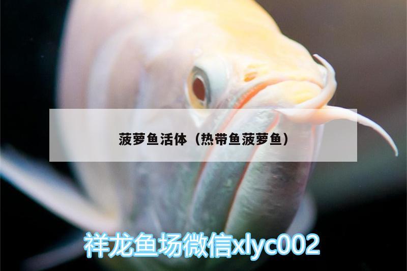 菠萝鱼活体（热带鱼菠萝鱼） 野彩鱼