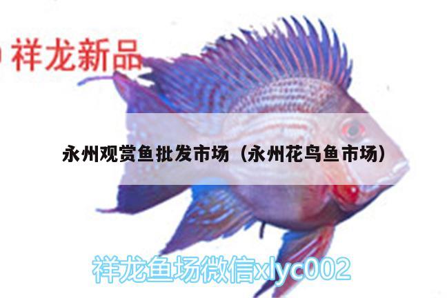 永州观赏鱼批发市场（永州花鸟鱼市场） 观赏鱼批发