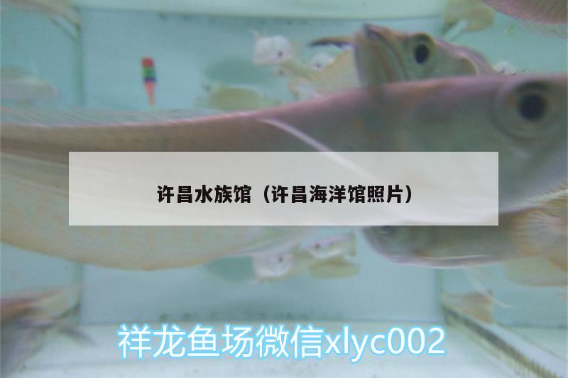 许昌水族馆（许昌海洋馆照片） 银古鱼苗 第1张