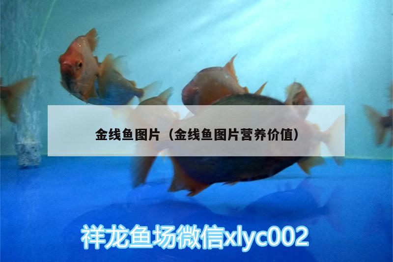 金线鱼图片（金线鱼图片营养价值） 红魔王银版鱼 第3张