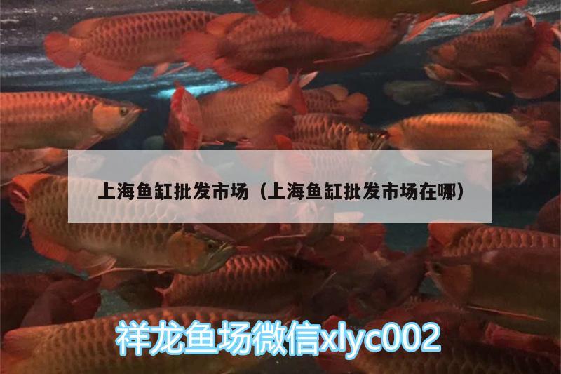 上海鱼缸批发市场（上海鱼缸批发市场在哪） 锦鲤池鱼池建设 第3张
