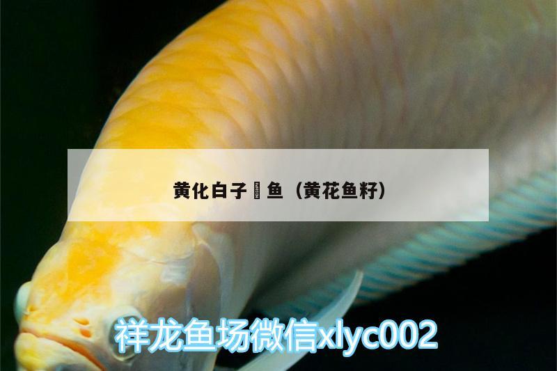 黄化白子魟鱼（黄花鱼籽）