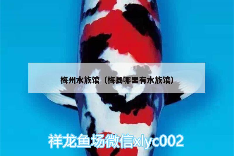 梅州水族馆（梅县哪里有水族馆） 广州水族器材滤材批发市场 第3张