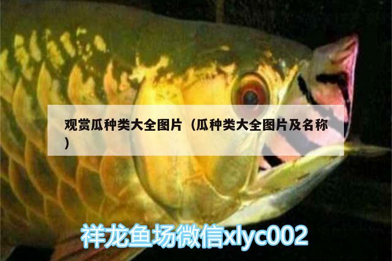 观赏瓜种类大全图片（瓜种类大全图片及名称） 广州龙鱼批发市场 第1张
