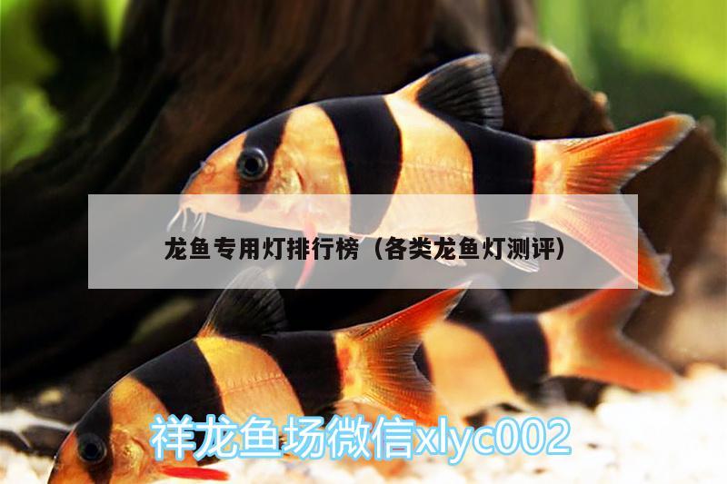 龙鱼专用灯排行榜（各类龙鱼灯测评） 广州观赏鱼批发市场 第2张