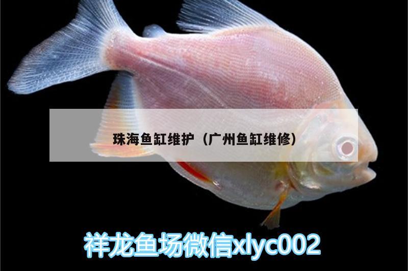 珠海鱼缸维护（广州鱼缸维修） 黑水素 第1张