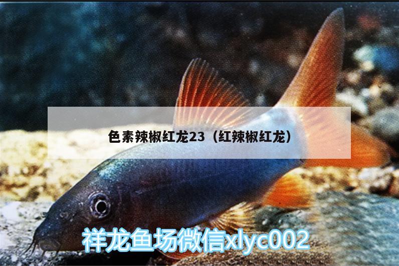 色素辣椒红龙23（红辣椒红龙） 蓝帆三间鱼 第1张