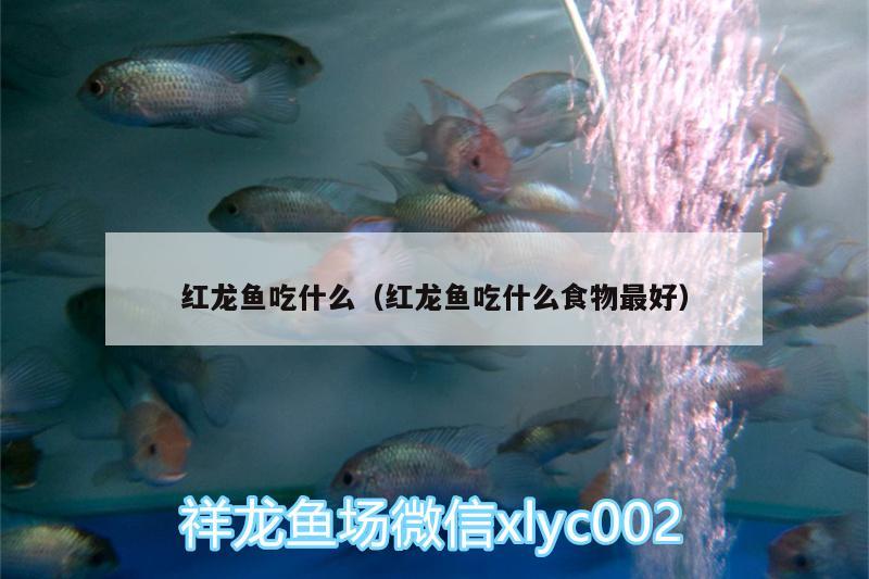 红龙鱼吃什么（红龙鱼吃什么食物最好） BD魟鱼 第2张