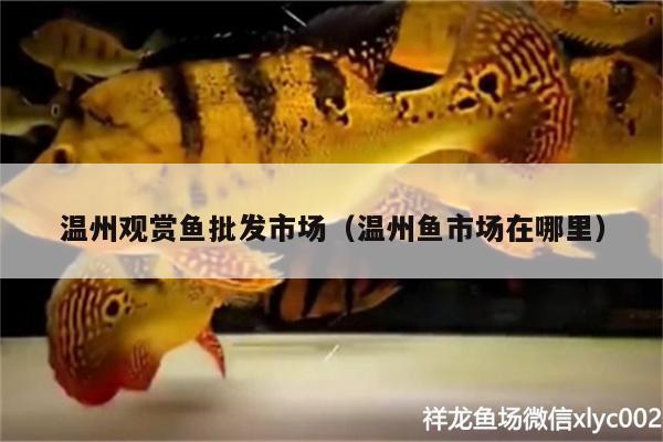 温州观赏鱼批发市场（温州鱼市场在哪里） 观赏鱼批发 第3张