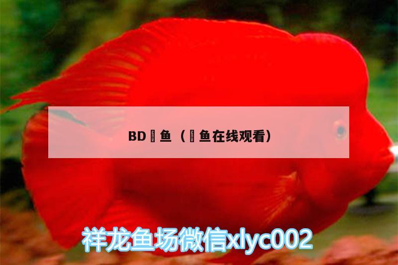BD魟鱼（鬦鱼在线观看）