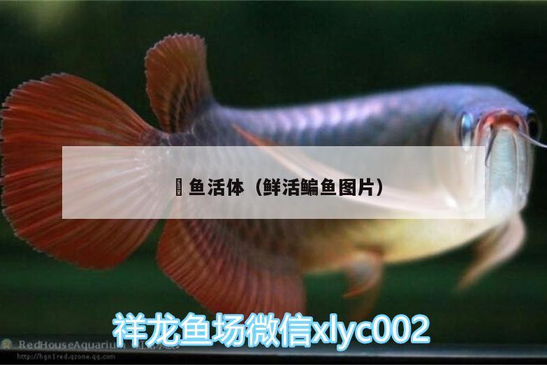 魟鱼活体（鲜活鳊鱼图片） 雪龙鱼 第1张