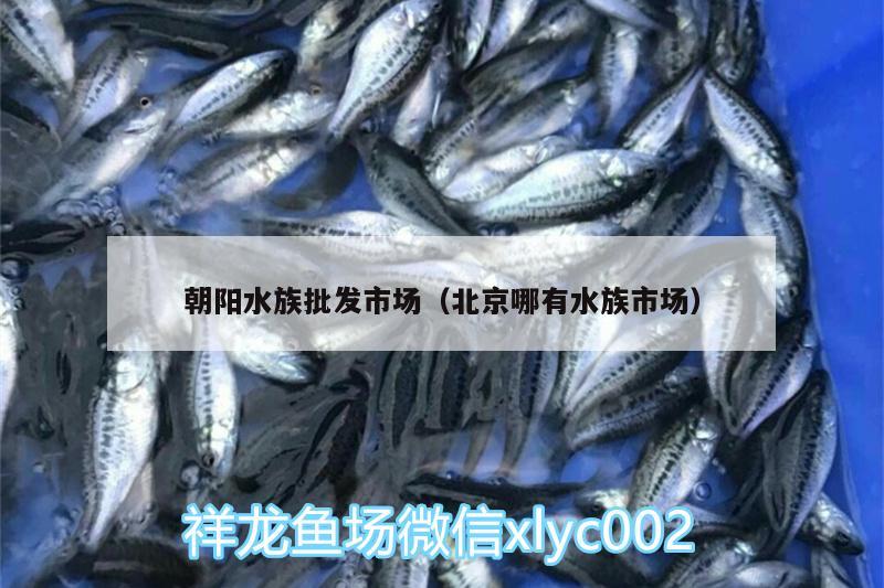 朝阳水族批发市场（北京哪有水族市场） 观赏鱼水族批发市场 第1张