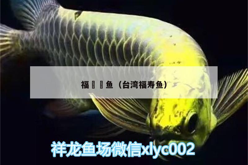 福魟魟鱼（台湾福寿鱼）