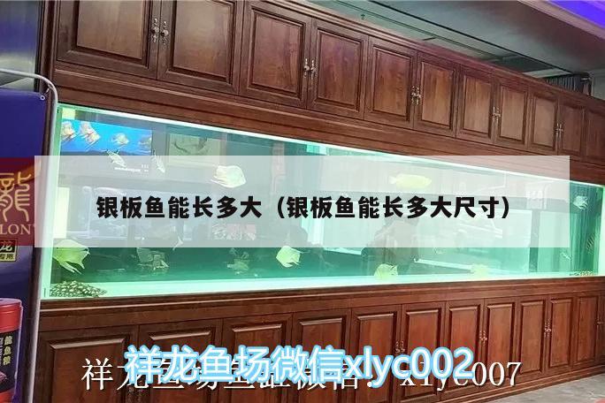 银板鱼能长多大（银板鱼能长多大尺寸） 广州龙鱼批发市场 第2张