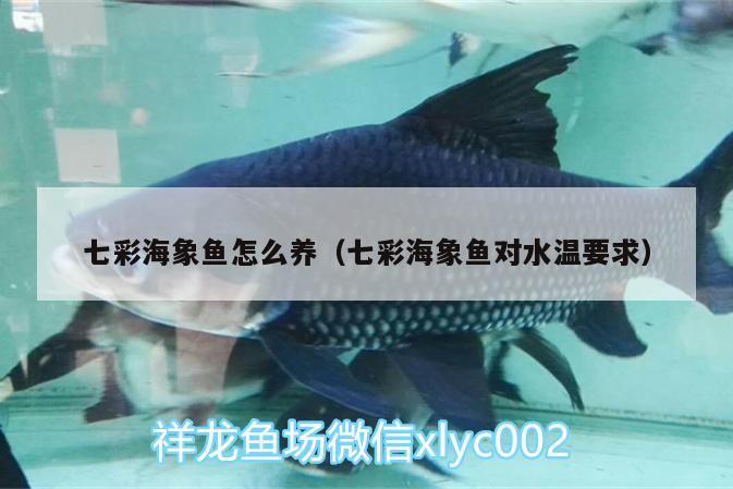 七彩海象鱼怎么养（七彩海象鱼对水温要求） 海象鱼 第2张