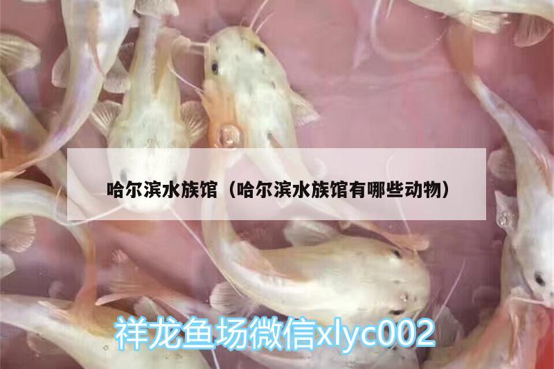 哈尔滨水族馆（哈尔滨水族馆有哪些动物） 白子红龙鱼 第3张