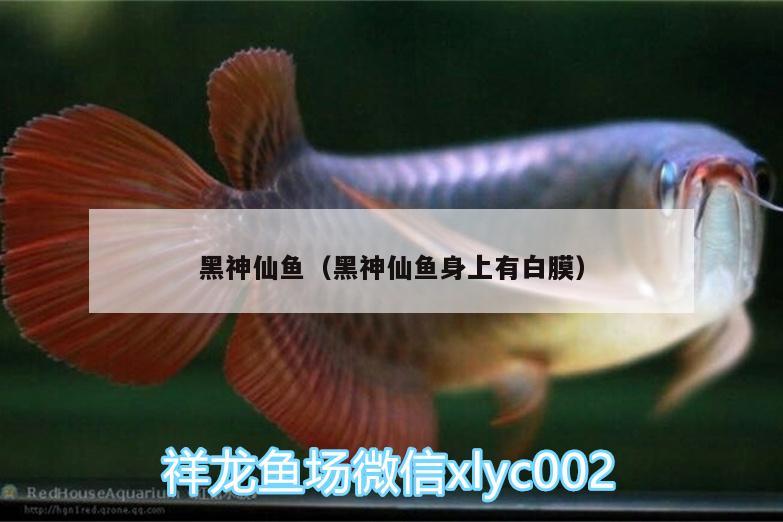 黑神仙鱼（黑神仙鱼身上有白膜） 大湖红龙鱼 第2张