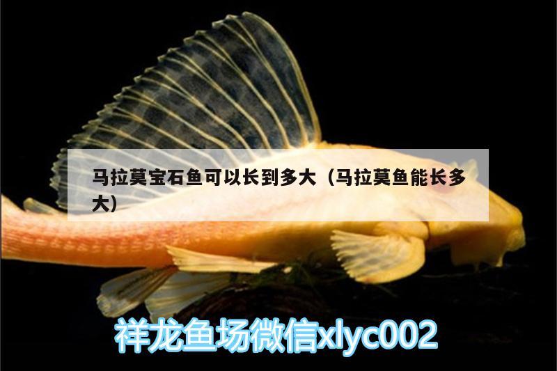 马拉莫宝石鱼可以长到多大（马拉莫鱼能长多大） 马拉莫宝石鱼 第2张