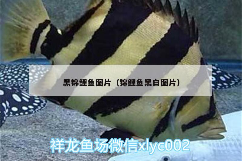 黑锦鲤鱼图片（锦鲤鱼黑白图片） 黄鳍鲳鱼