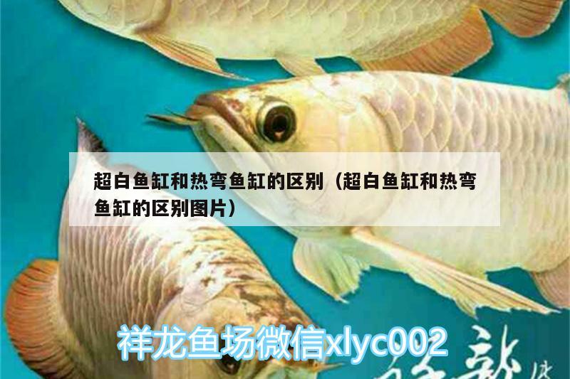 超白鱼缸和热弯鱼缸的区别（超白鱼缸和热弯鱼缸的区别图片） 祥禾Super Red红龙鱼