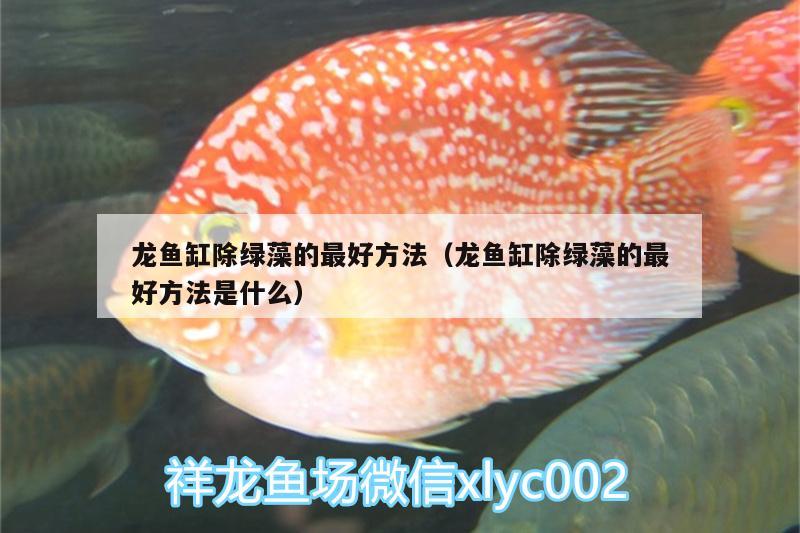 龙鱼缸除绿藻的最好方法（龙鱼缸除绿藻的最好方法是什么） 广州水族批发市场
