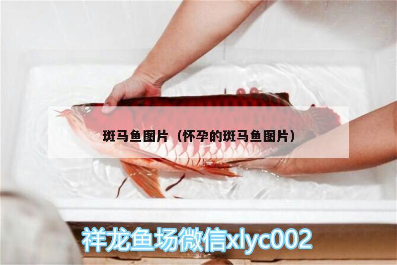 斑马鱼图片（怀孕的斑马鱼图片） 广州龙鱼批发市场 第2张