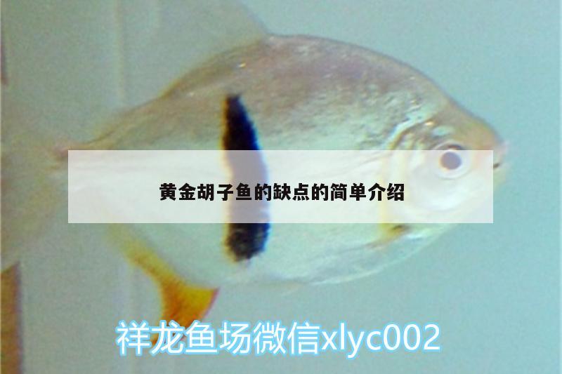 黄金胡子鱼的缺点的简单介绍 黑帝王魟鱼