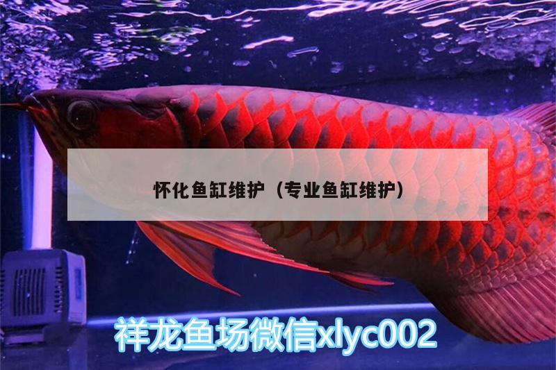 怀化鱼缸维护（专业鱼缸维护） 广州水族器材滤材批发市场