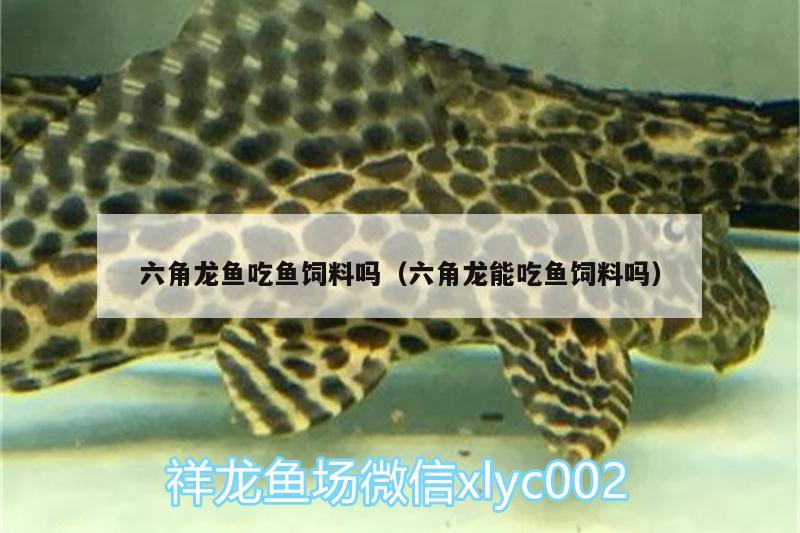 六角龙鱼吃鱼饲料吗（六角龙能吃鱼饲料吗） 广州龙鱼批发市场