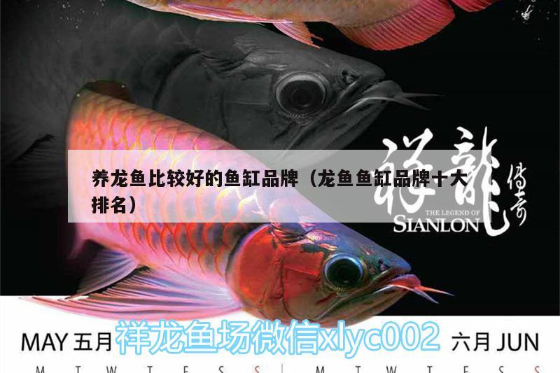 养龙鱼比较好的鱼缸品牌（龙鱼鱼缸品牌十大排名） 黑帝王魟鱼