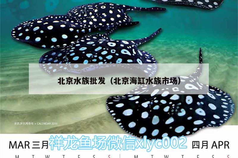北京水族批发（北京海缸水族市场） 红尾平克鱼