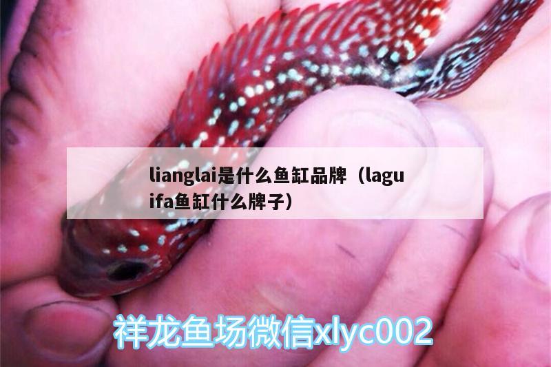 lianglai是什么鱼缸品牌（laguifa鱼缸什么牌子） 红老虎鱼 第2张