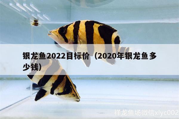 银龙鱼2022目标价（2020年银龙鱼多少钱） 银龙鱼