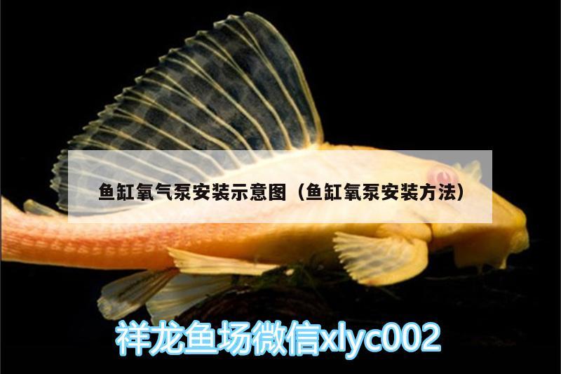 鱼缸氧气泵安装示意图（鱼缸氧泵安装方法） 泰庞海莲鱼