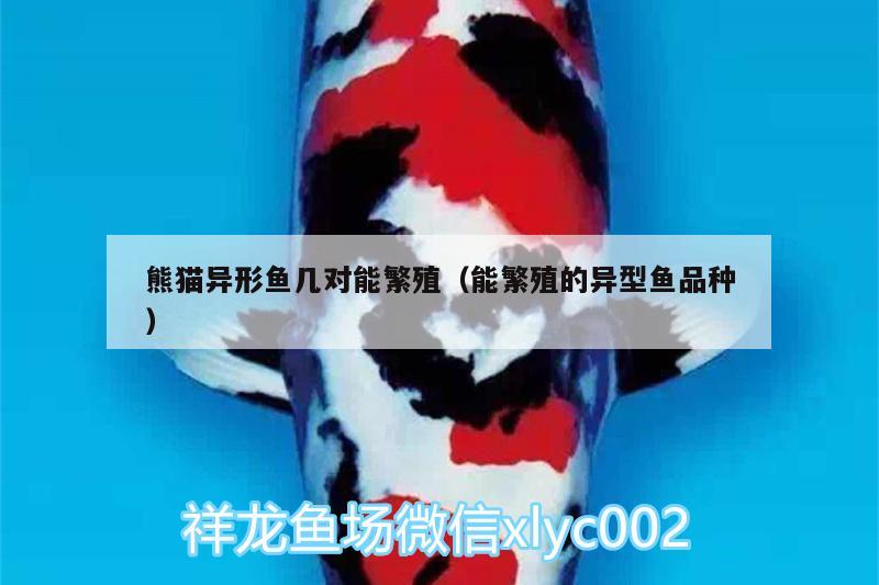 熊猫异形鱼几对能繁殖（能繁殖的异型鱼品种） 祥龙赫舞红龙鱼