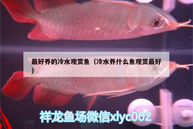 最好养的冷水观赏鱼（冷水养什么鱼观赏最好） 红白锦鲤鱼