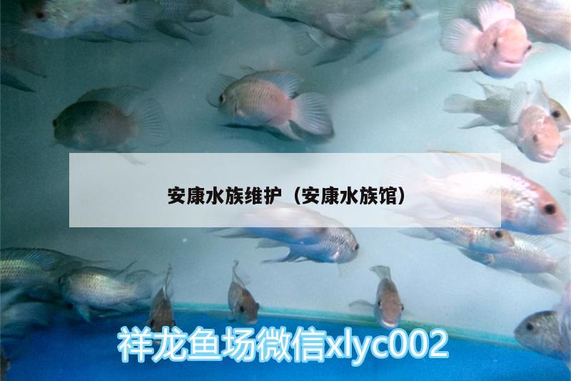 安康水族维护（安康水族馆） 红眼黄化幽灵火箭鱼|皇家火箭鱼
