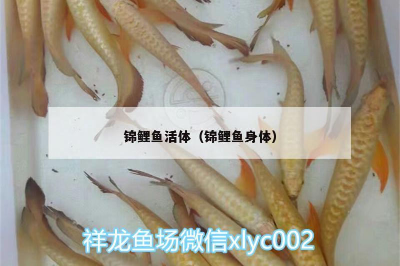 锦鲤鱼活体（锦鲤鱼身体） 胭脂孔雀龙鱼