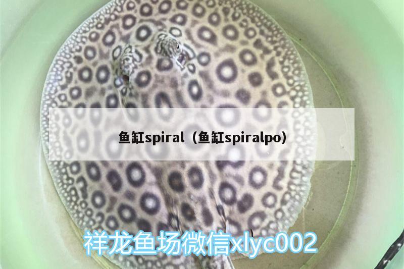 鱼缸spiral（鱼缸spiralpo）