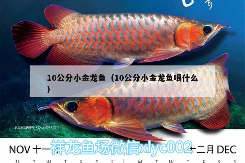 10公分小金龙鱼（10公分小金龙鱼喂什么） BD魟鱼