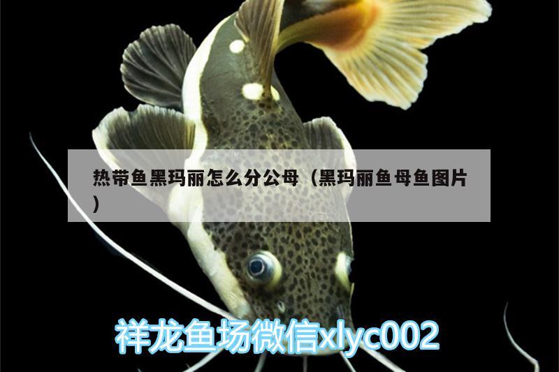 热带鱼黑玛丽怎么分公母（黑玛丽鱼母鱼图片） 大湖红龙鱼
