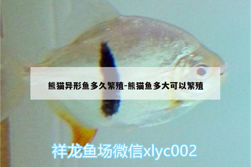 熊猫异形鱼多久繁殖:熊猫鱼多大可以繁殖