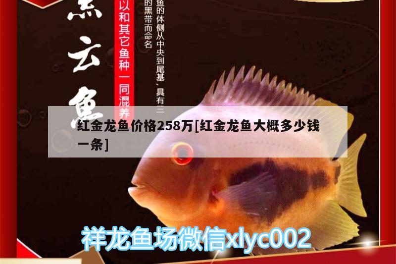 红金龙鱼价格258万[红金龙鱼大概多少钱一条] 水温计