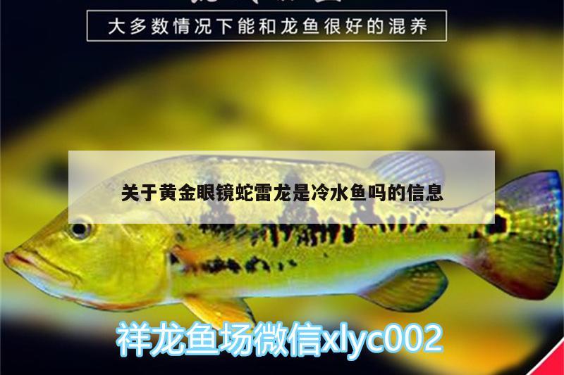 关于黄金眼镜蛇雷龙是冷水鱼吗的信息 黄金眼镜蛇雷龙鱼