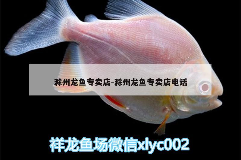 滁州龙鱼专卖店:滁州龙鱼专卖店电话 鱼缸净水剂